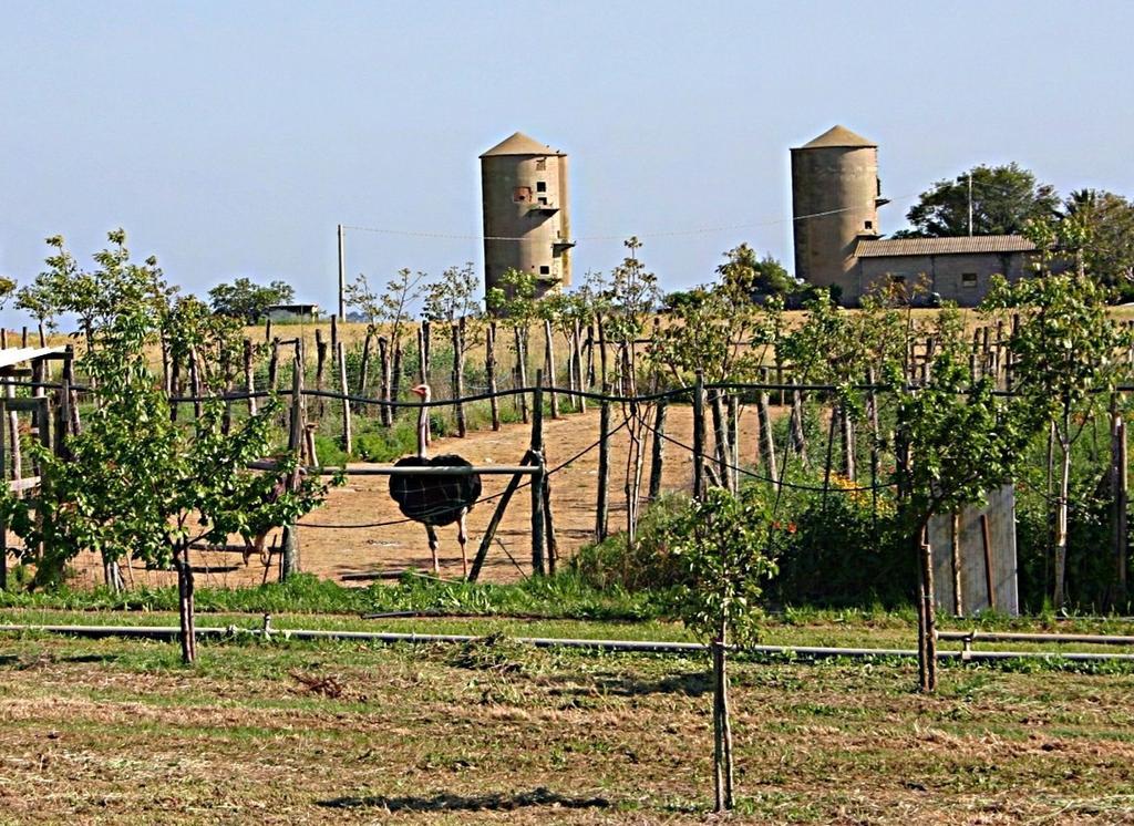 B&B Corte Degli Struzzi Pescia Romana Eksteriør billede